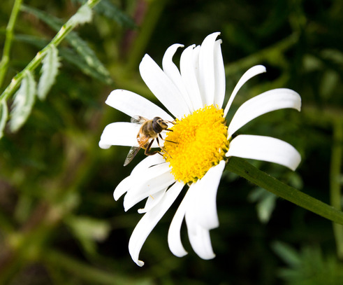 Treating Bee Stings